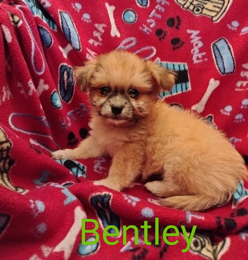 Bentley (TX)