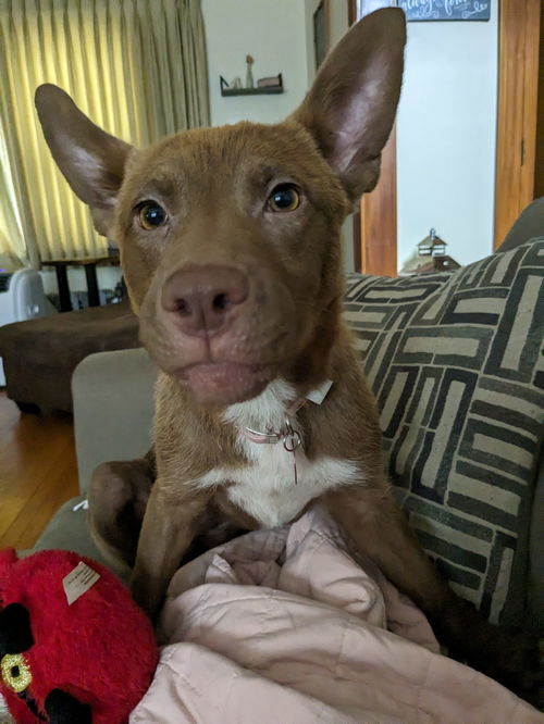 Frannie (AL)