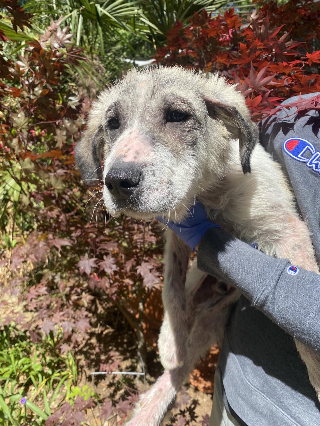 Dog for Adoption - Paddy (AL), a Great Pyrenees in New York County, NY ...
