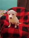 adoptable Dog in york, NY named Dax (TX)