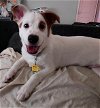 adoptable Dog in york, NY named Dex (TX)