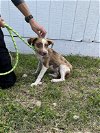 adoptable Dog in york, NE named Wrangler (TX)