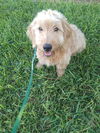 Cassie (TX)
