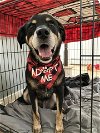 adoptable Dog in  named Percy (AL)