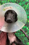 adoptable Dog in york, NE named Carolina (GA)