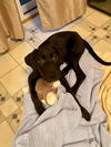 Pluto (AL)