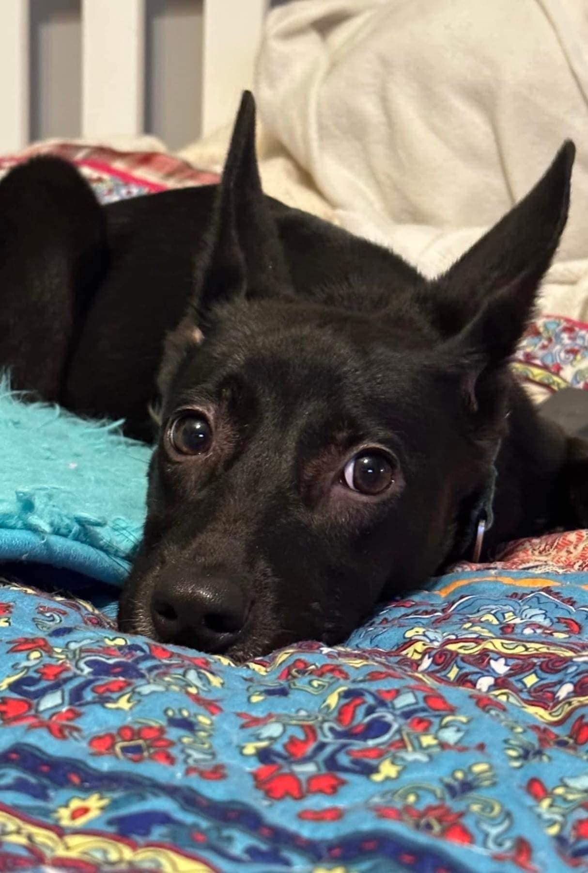 adoptable Dog in New York, NY named Malibu (AL)