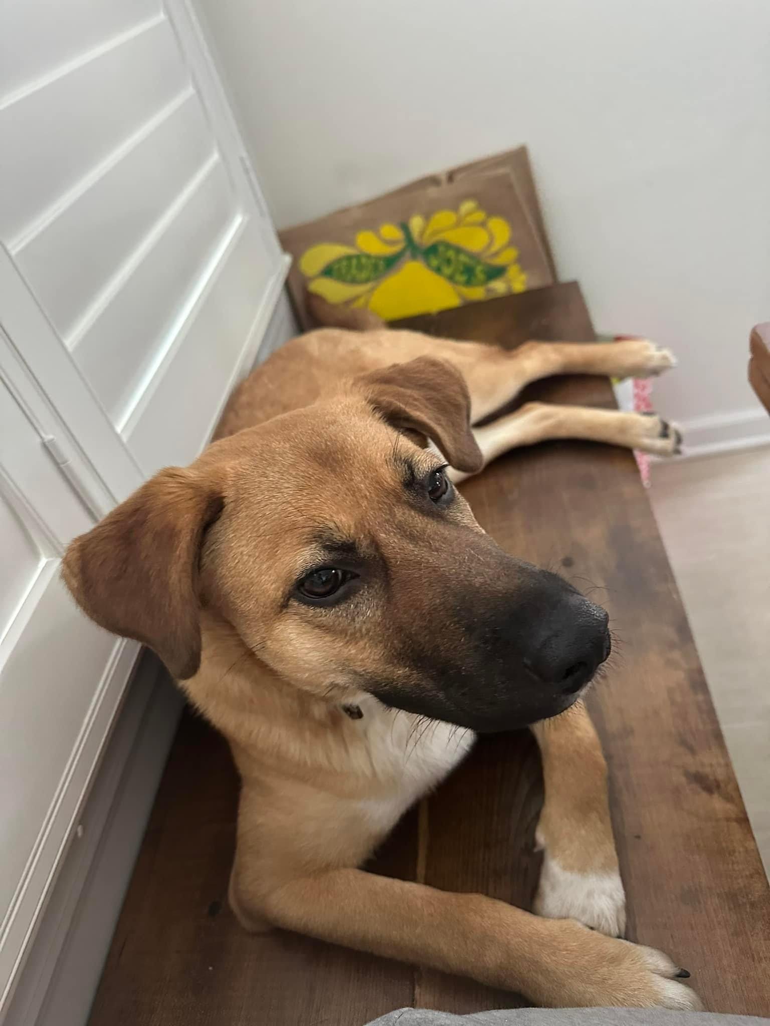 adoptable Dog in New York, NY named Banzai (TX)