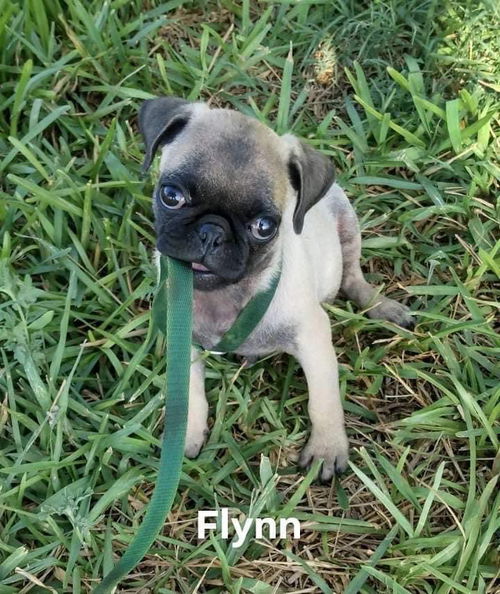 Flynn1 (TX)