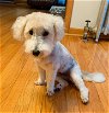 adoptable Dog in new york, NY named Baby Girl (TX)