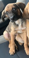 Scout (AL)