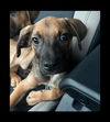 Scout (AL)