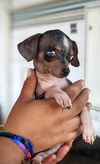 Pip (TX)