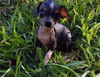 Pip (TX)