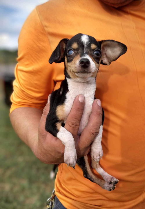 Pip (TX)