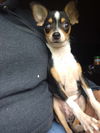 Pip (TX)