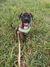 Sasha (TX)