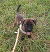 Sasha (TX)