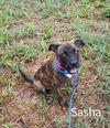 Sasha (TX)