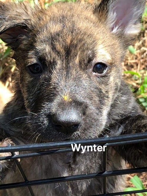Wynter (TX)