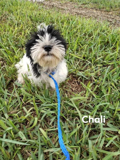Chali (TX)