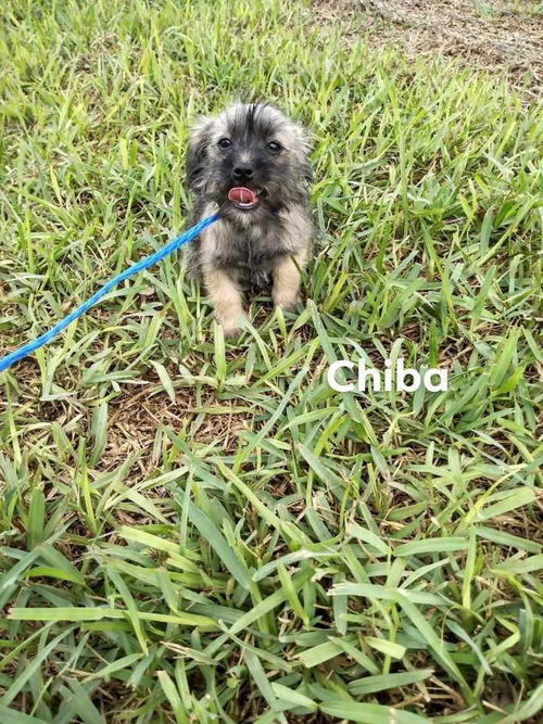 Chiba (TX)