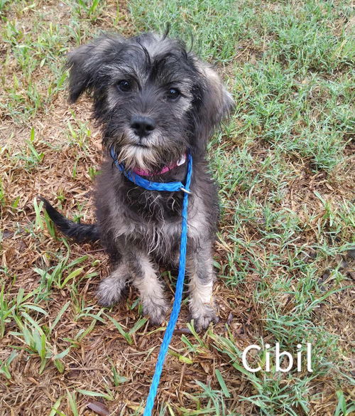 Cibil (TX)