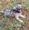 Catia (TX)