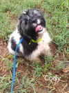 Cody (TX)