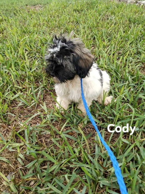 Cody (TX)
