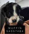 Muffin (TX)