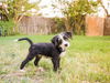 Muffin (TX)