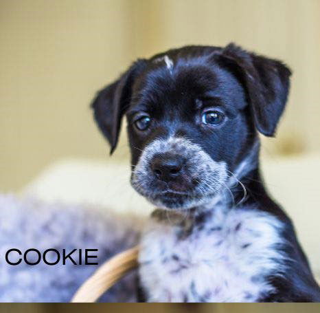 Cookie (TX)