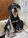 adoptable Dog in  named Lukas (GA)