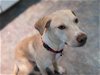 adoptable Dog in york, NE named Dempsey (TX)