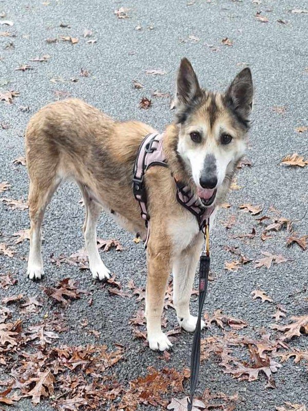 adoptable Dog in New York, NY named Disco Queen (TX)