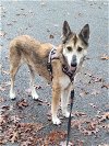 adoptable Dog in york, NE named Disco Queen (TX)
