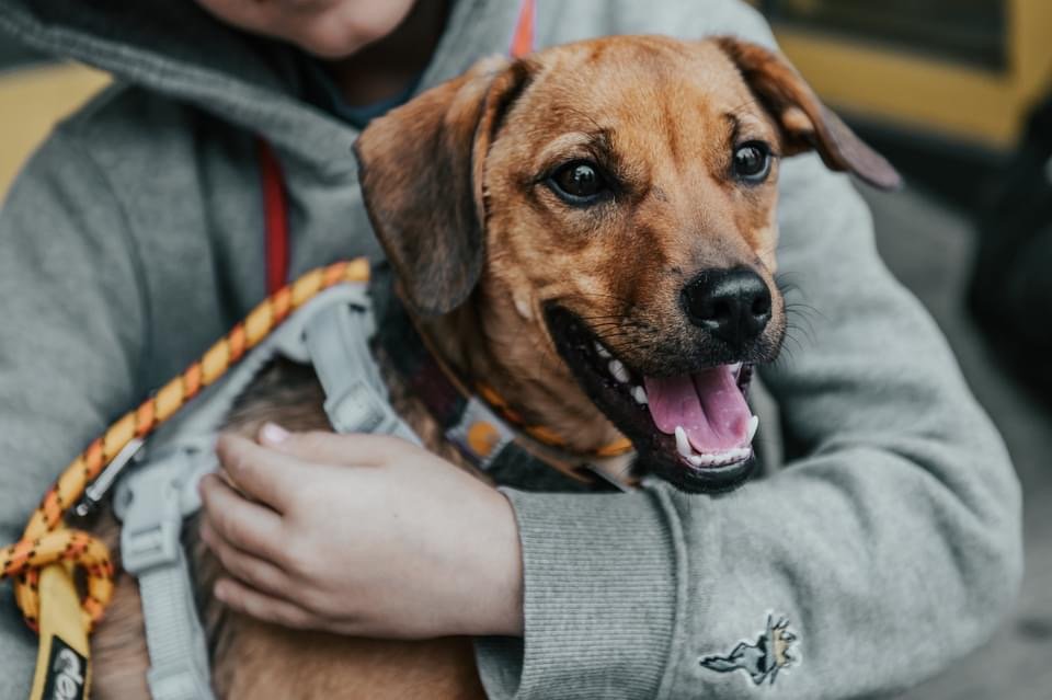 adoptable Dog in New York, NY named Lotus (GA)