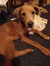 Otis (AL)