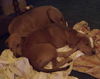 Otis (AL)