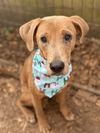 Otis (AL)
