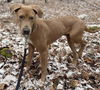 Otis (AL)