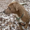 Otis (AL)