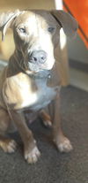 Otis (AL)