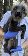 Gizmo (AL)