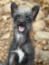 Gizmo (AL)