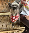 Gizmo (AL)