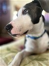 adoptable Dog in york, NY named Blue (TX)