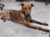 adoptable Dog in  named Gunner (TX)