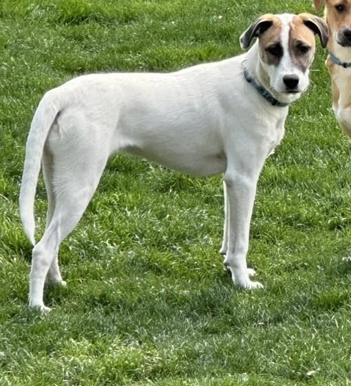 adoptable Dog in New York, NY named Whistler (GA)